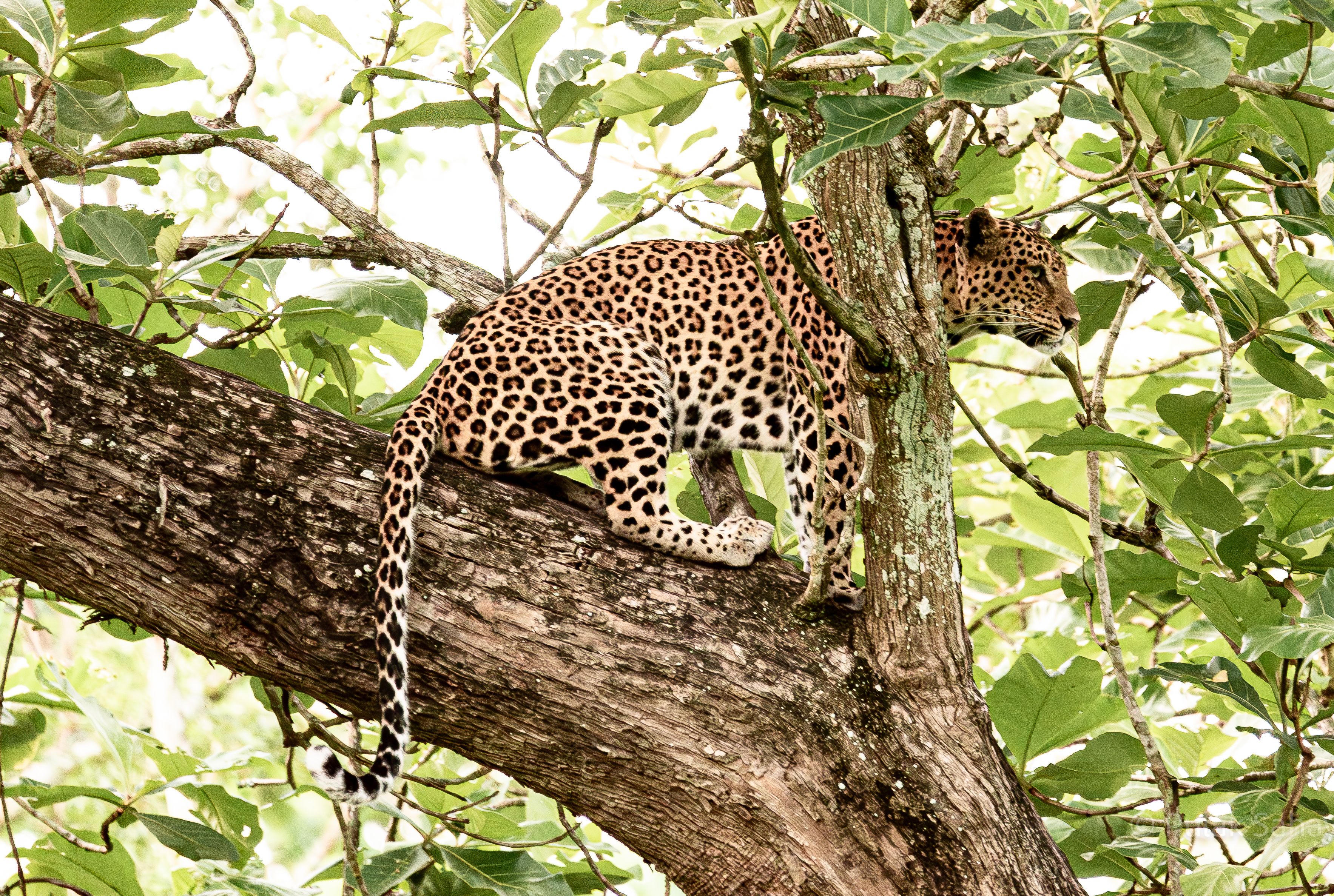 Leopard camouflaged in tree
